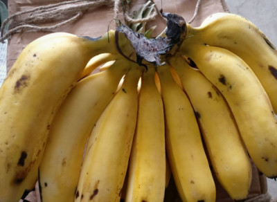 What Is Malbhog Kol In Assam?
