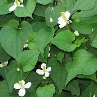 What Is Mosundori Xaak Or Mosondori Xaak In Assam? Health Benefits, Culinary Uses, And Cultural Importance - General Knowledge of Assam