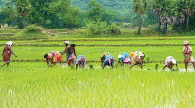 What Percentage Of Assam’s Population Depends On Agriculture For Their Livelihood? - General Knowledge of Assam