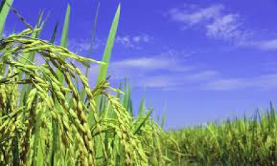 Top 100 Agriculture Of Assam Gk Questions And Answers For Competitive Exams. - General Knowledge of Assam