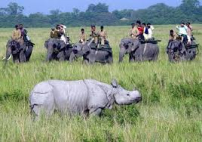 What Are The Less Crowded National Parks In Assam And When To Visit Them? - General Knowledge of Assam