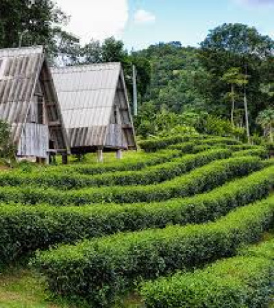 What Is The Affordable Budget To Visit Assam And Its Most Popular Tourist Destinations For A 5 To 7-day Trip? - General Knowledge of Assam