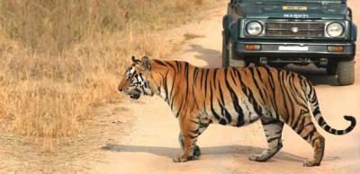 Manas National Park Safari Price – Updated Jeep & Elephant Safari Cost, Timings, And Booking Details. - General Knowledge of Assam