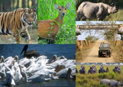 Top 10 Animals To See In Assam’s Wildlife Sanctuaries. - General Knowledge of Assam