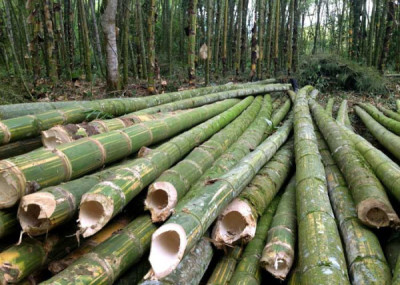 Bamboo Production In Assam illustration