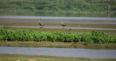 What Is The Wetland Protection Act In Assam? illustration