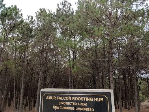 Amur Falcon Roosting Site