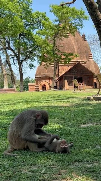 Negheriting Shiva Doul or Temple, Golaghat