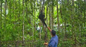 Barekuri Village, Tinsukia, Assam - Unique Monkey Village Of Harmony And Nature