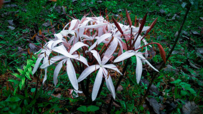 Jokai Reserve Forest, Dibrugarh Photo