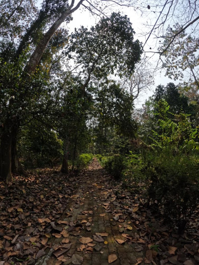 Jokai Reserve Forest, Dibrugarh Photo