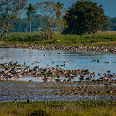Pohugarh, Sivasagar Photo