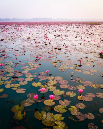 Urpad Beel Goalpara Photo