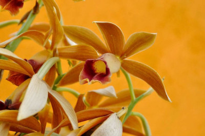 Kaziranga Orchid Park Photo