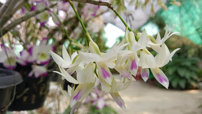 Kaziranga Orchid Park Photo