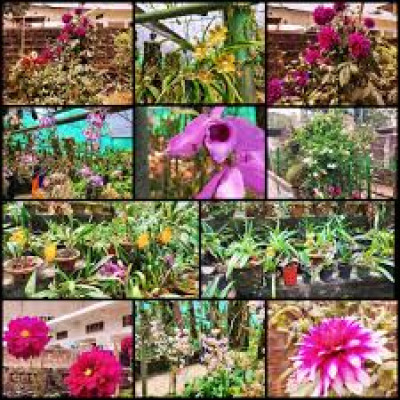 Kaziranga Orchid Park Photo