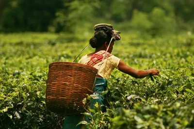 Dibrugarh Tea Garden Journey