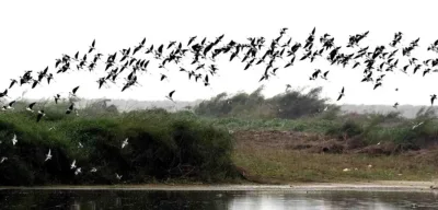 Jatinga Bird Mystery