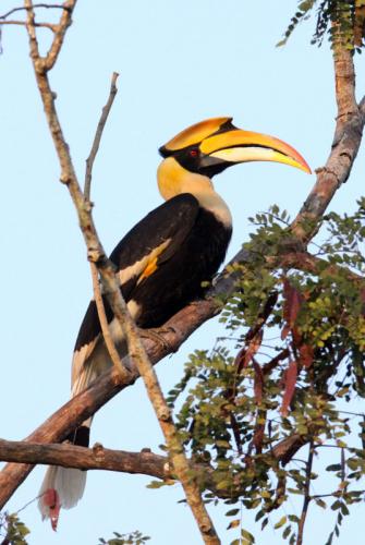 A Great Indian Hornbill at Kaziranga National Park Photo
