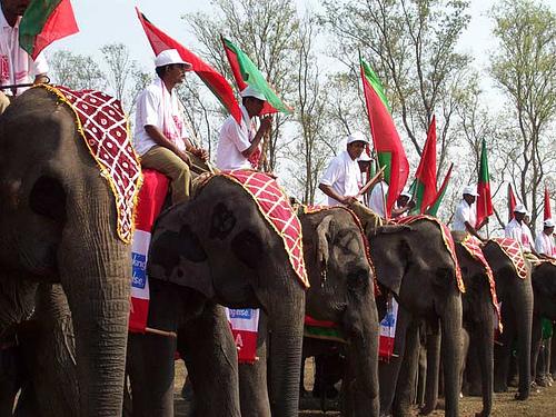 Elephant festival at Kaziranga National Park Photo