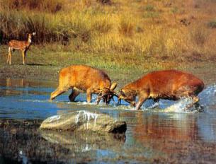 Deer Fighting in Kaziranga National Park Photo