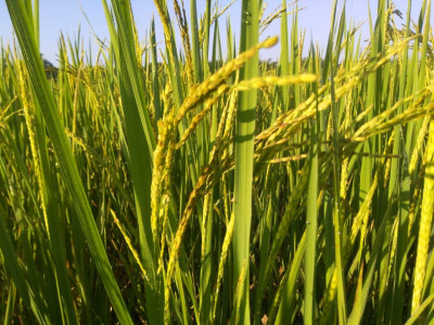 Kati Bihu (kongali Bihu) - The Festival Of Light, Hope, And Simplicity In Assam