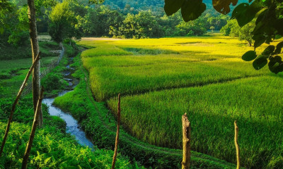 Kakoijana Reserved Forest, Bongaigaon Photo