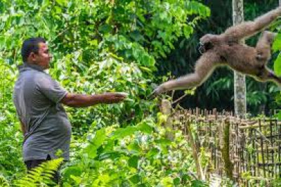 Barekuri Village, Tinsukia, Assam - Unique Monkey Village Of Harmony And Nature Photo