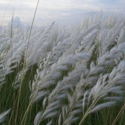 Kohua bon at Dima Hasao Photo