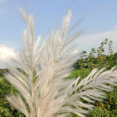 Kohua bon at Dima Hasao Photo