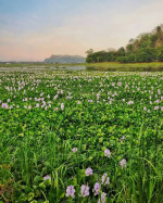 Khamrenga Beel Chandrapur