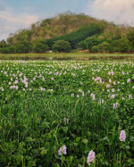 Khamrenga Beel Chandrapur
