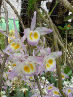 Kaziranga Orchid Park