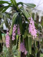 Kaziranga Orchid And Biodiversity Park Assam - Largest Orchid Park In India — Assam wallpaper