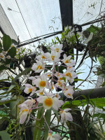 Kaziranga Orchid And Biodiversity Park Assam - Largest Orchid Park In India — Assam wallpaper