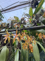 Kaziranga Orchid And Biodiversity Park Assam - Largest Orchid Park In India — Assam wallpaper