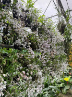 Kaziranga Orchid And Biodiversity Park Assam - Largest Orchid Park In India — Assam wallpaper