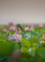Urpad Beel Goalpara – Assam's Largest Natural Wetland & Birdwatching Paradise — Assam wallpaper