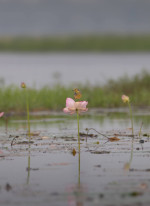 Urpad Beel Goalpara – Assam's Largest Natural Wetland & Birdwatching Paradise — Assam wallpaper