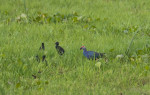 Urpad Beel Goalpara – Assam's Largest Natural Wetland & Birdwatching Paradise — Assam wallpaper