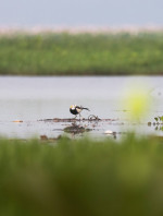 Urpad Beel Goalpara – Assam's Largest Natural Wetland & Birdwatching Paradise — Assam wallpaper