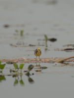 Urpad Beel Goalpara – Assam's Largest Natural Wetland & Birdwatching Paradise — Assam wallpaper