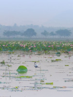 Urpad Beel Goalpara – Assam's Largest Natural Wetland & Birdwatching Paradise — Assam wallpaper