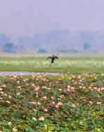 Urpad Beel Goalpara – Assam's Largest Natural Wetland & Birdwatching Paradise — Assam wallpaper