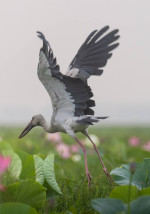 Urpad Beel Goalpara – Assam's Largest Natural Wetland & Birdwatching Paradise — Assam wallpaper