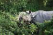 Rhino in Kaziranga National Park Rhino in Kaziranga National Park