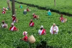 Dibrugarh Tea Garden Journey