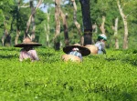 Dibrugarh Tea Garden Journey - Explore The Tea City Of India