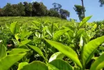 Dibrugarh Tea Garden Journey - Explore The Tea City Of India — Assam wallpaper