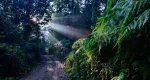 Jeypore Rainforest, Dibrugarh